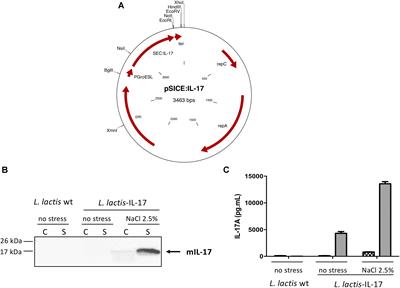 Anti-tumoral Effects of Recombinant Lactococcus lactis Strain Secreting IL-17A Cytokine